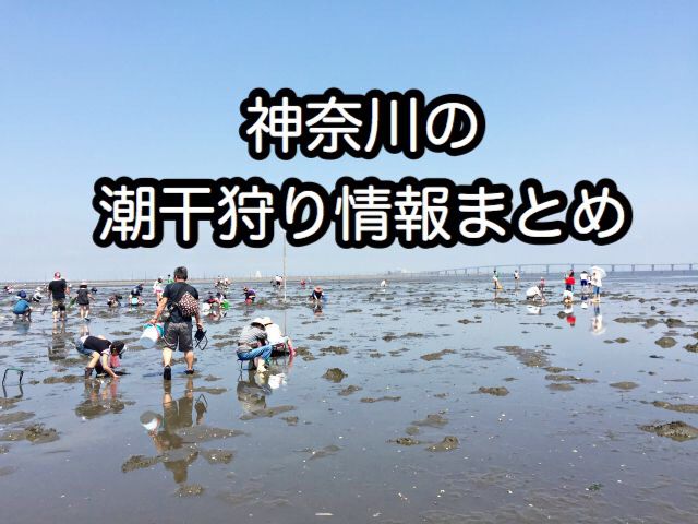 神奈川の潮干狩りの季節 時期はいつからいつまで おすすめは海の公園